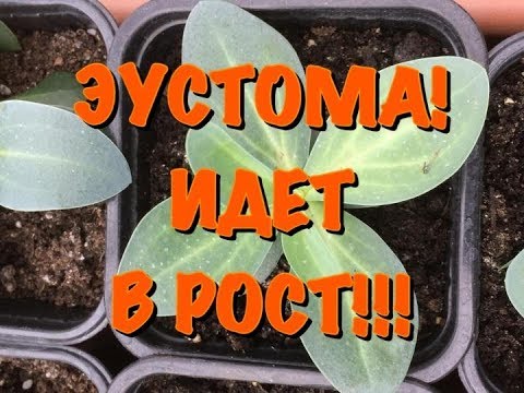 Видео: Өсөн нэмэгдэж буй Eustoma