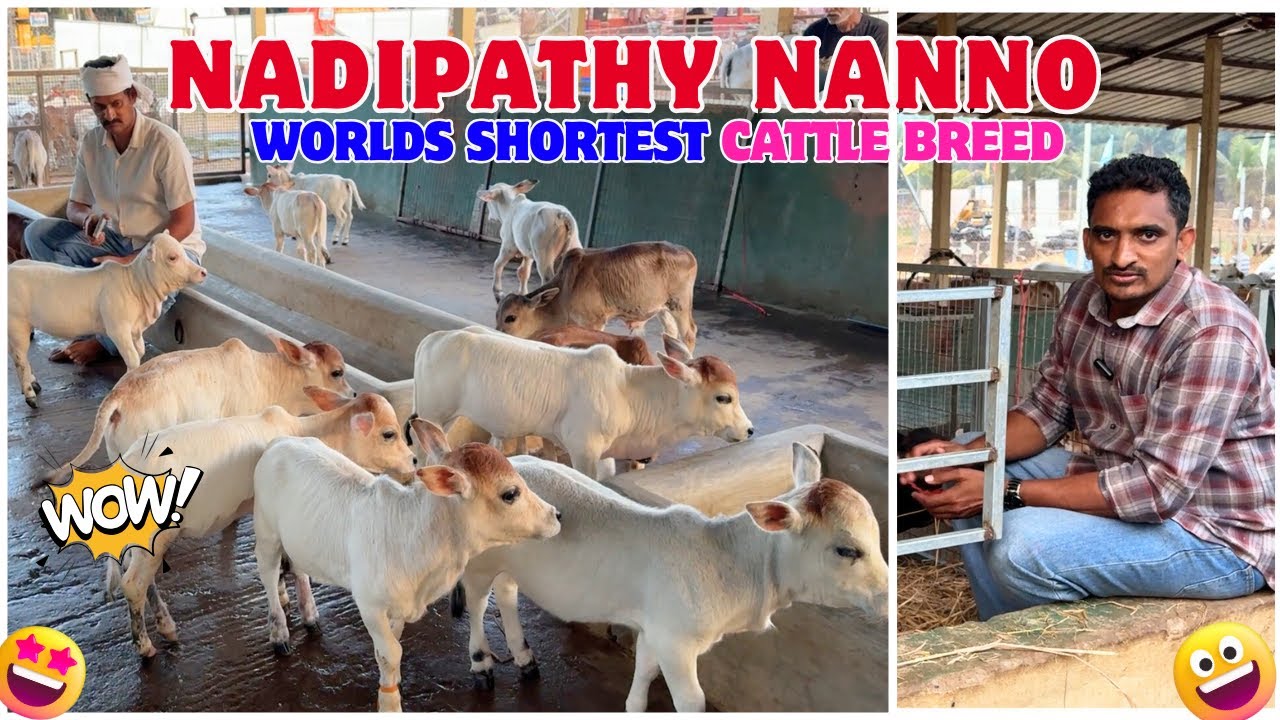 😱 Боже мой! Миниатюрные коровы размером 30-60 см в Nadipathy Cattle 🐄 Вы не поверите своим глазам...