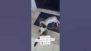 تلاوة عطرة تقشعر منها الأبدان راحة نفسية القرآن الكريم