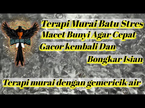 paling efektif \" terapi murai batu stres dan macet bunyi ,memulihkan murai batu stres macet bunyi