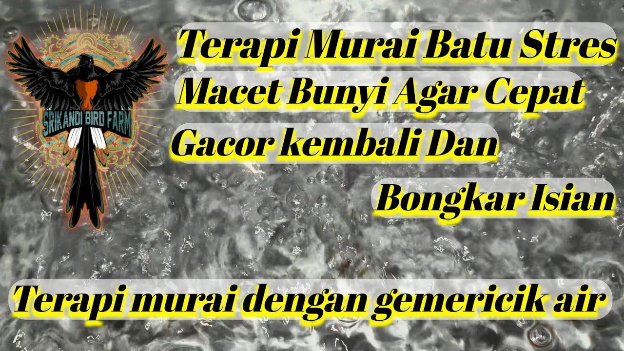 Terapi Murai Batu Stres Macet Bunyi Supaya Gacor dan Muntah Isian #murai #muraibatugacor #muraibatu