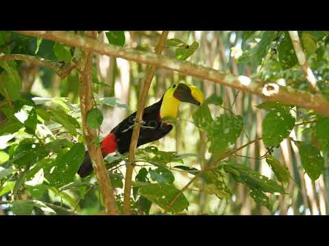 wild black mandibled toucan eating berries on a branch costa rica wildlife SBV 346620036 preview