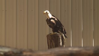 World Bird Sanctuary holds lottery for a chance to release rehabbed bald eagle back to the wild