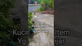 Si Spinx di serang di kejar2 banyak kucing jantan trus,karena jarang betina disekitar 😆