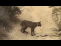 Bobcat VS.  Rattlesnake, California