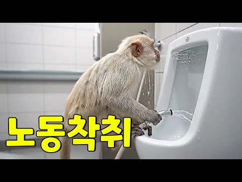 [원숭이 브이로그 탈출78일차]🙈 병원에서 하는일이 뭐이리 많아?｜Why is there so much work in the hospital?