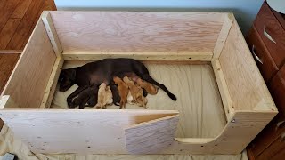 How to Build a Whelping Pen (Super Easy)
