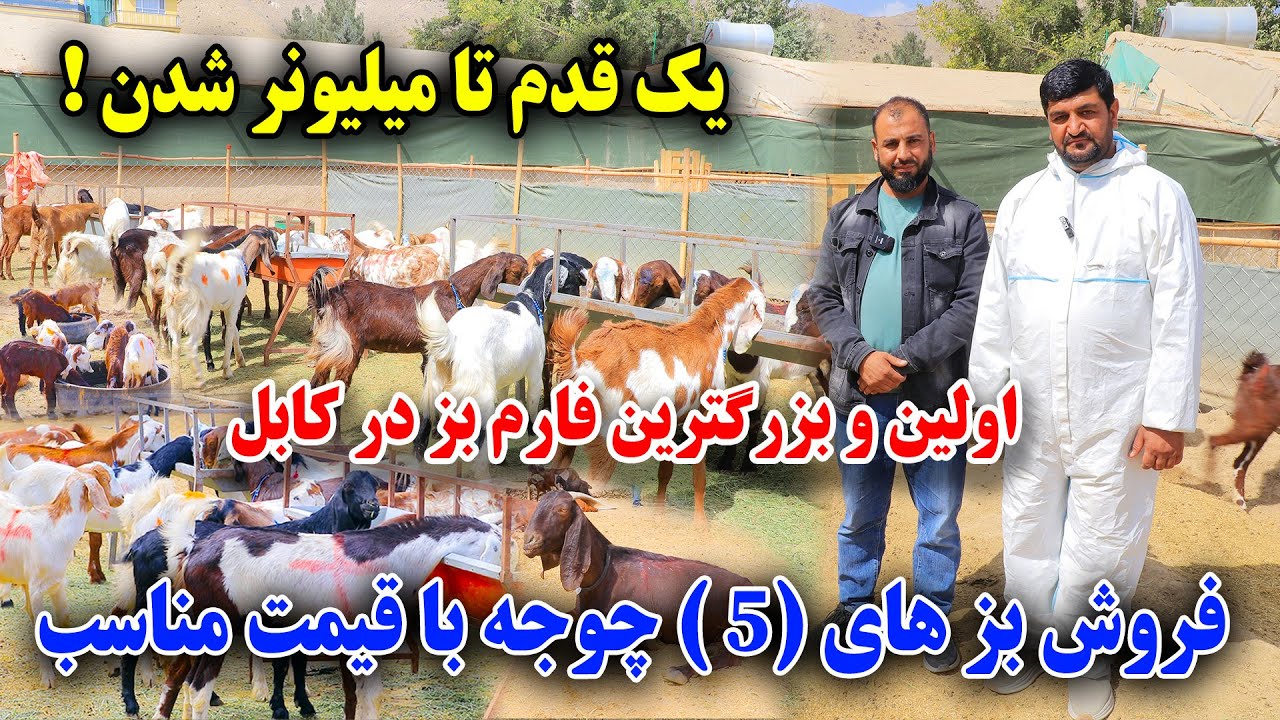 در یک قدمی پولدار شدن/فارم بز های خارجی در کابل 