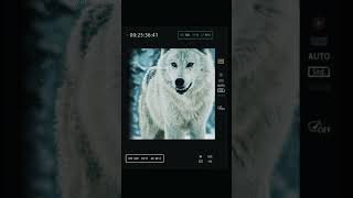 White Dire Wolf 🐺❄️#DireWolf #WhiteWolf #IceAge