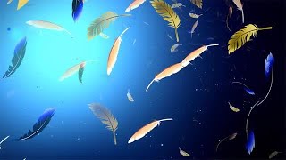 Feathers Falling Stock Motion Graphics screenshot 2