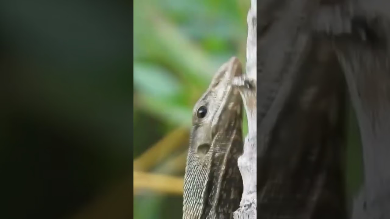 Monitor Lizard: EXTREME Close-Up 🐊 