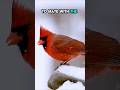 Do songbirds mate for life?