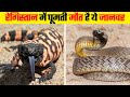 रेगिस्तान में घूमती मौत है ये जानवर । Most Venomous Creatures Found In Desert