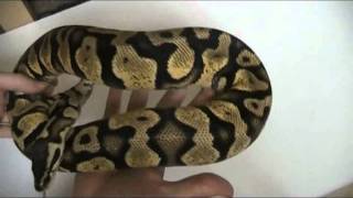 Pastel and Pastel Yellowbelly Differences
