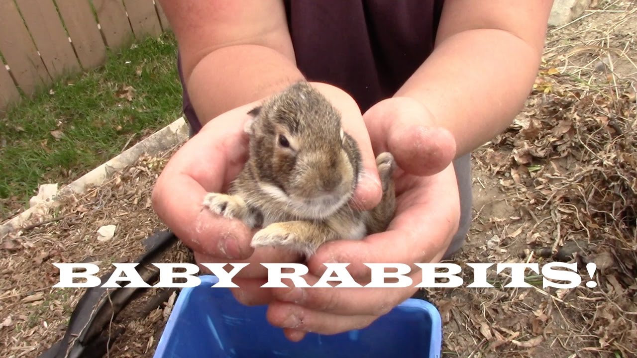 Finding Baby Rabbits?!? 