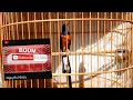 Mẫu lửa thi: nước đấu đập chạy (shama bird)