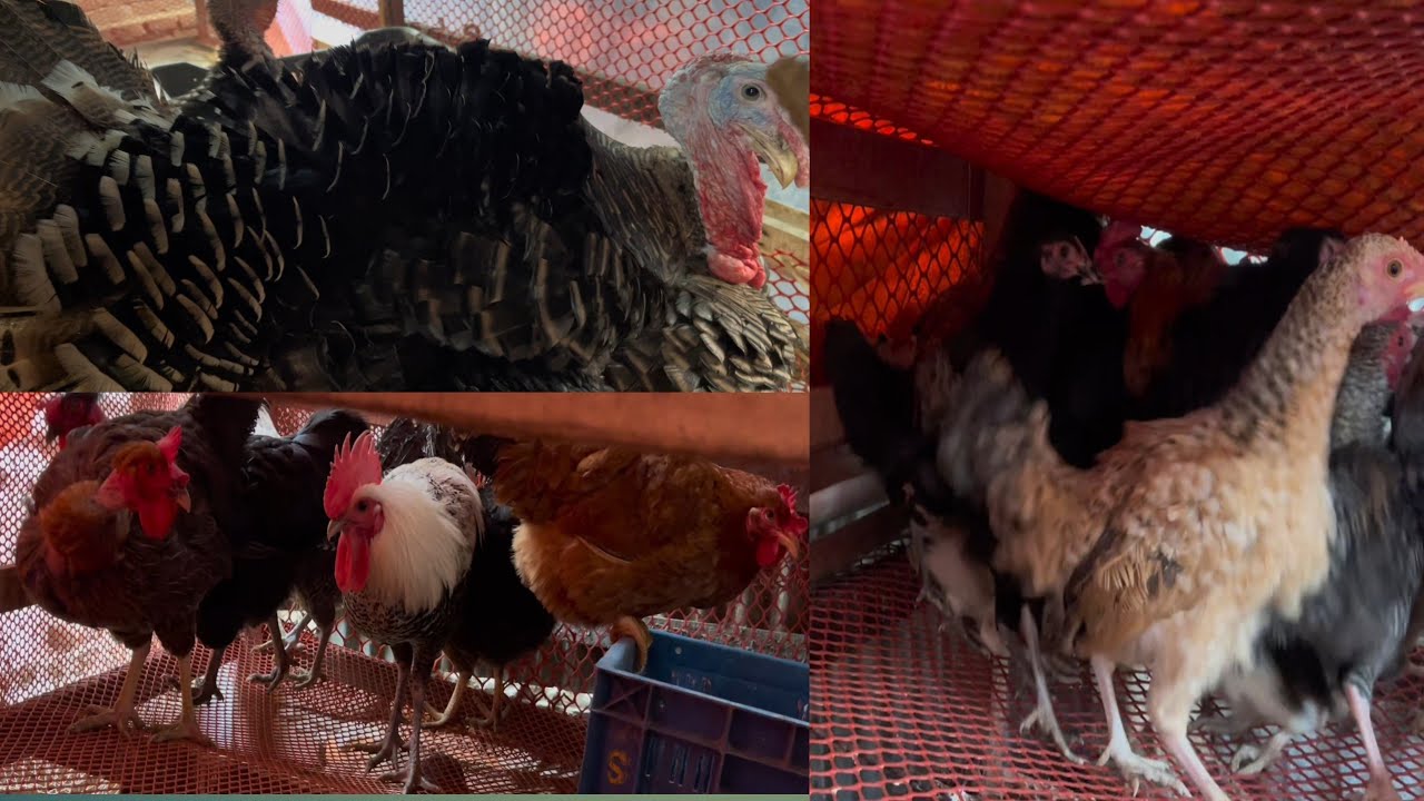 কোয়েল পাখি বা মুরগি অল্প খরচে নতুন অবস্থায় এইভাবে পালতে পারেন