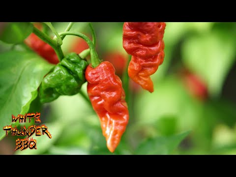 2021 HOT Pepper Garden
