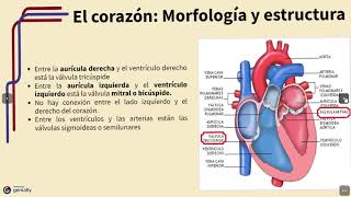 SISTEMA CIRCULATORIO