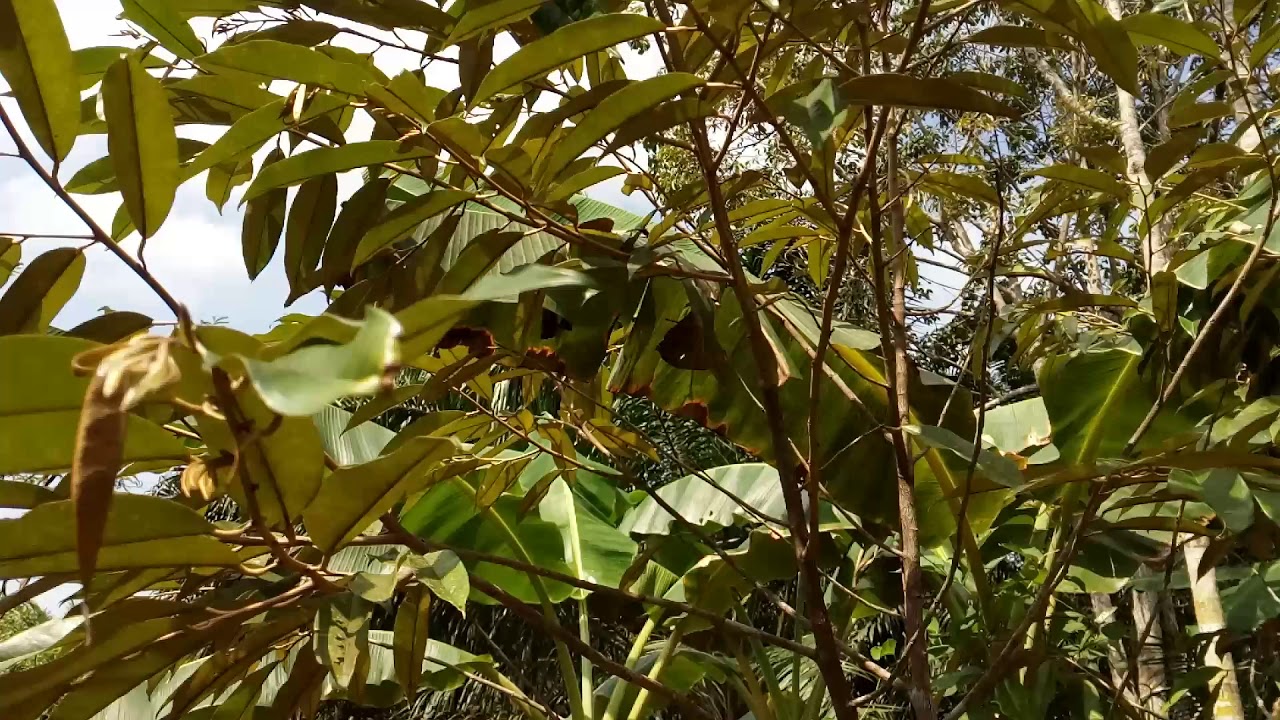 Pohon Durian Musang King Part 2 