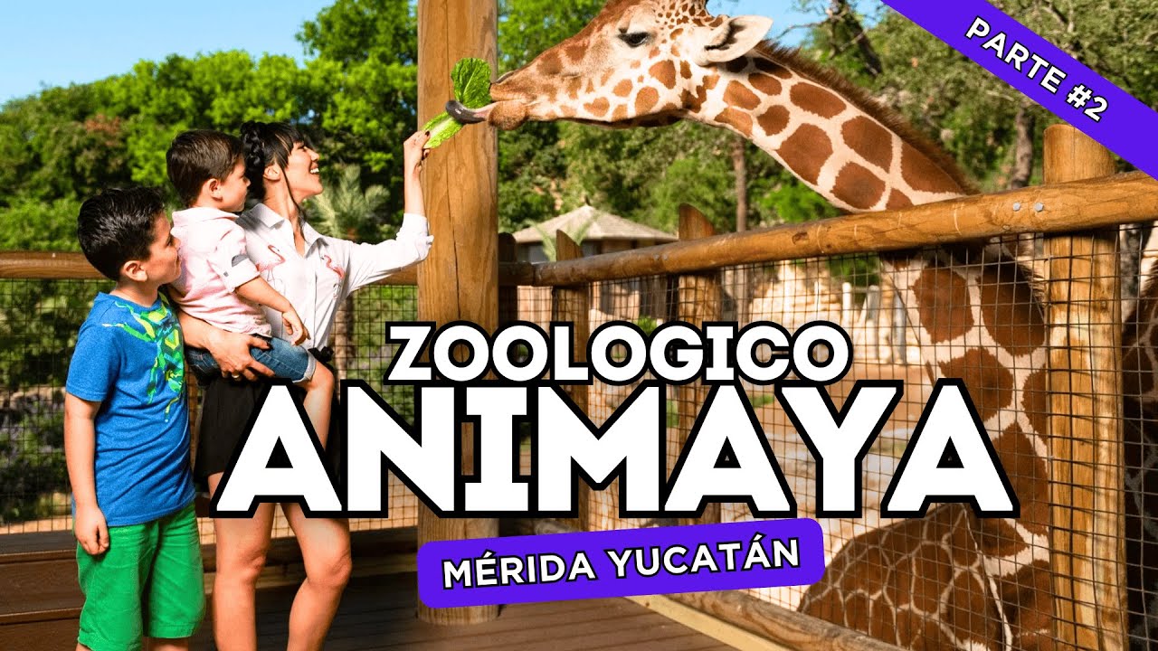 Así es el PARQUE ZOOLOGICO ANIMAYA en Mérida Yucatán México - ¡MUY BONITO Y GRATIS! - Segunda parte