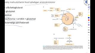 35. Aminokislotalar metabolizmi