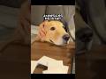 いつでも真剣に聞いてくれるコロッケ #大型犬 #ゴールデンレトリバー