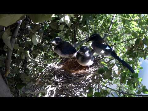 Scrub Jay Nest activity raw footage 5-10-2015 (15 clips) V18574