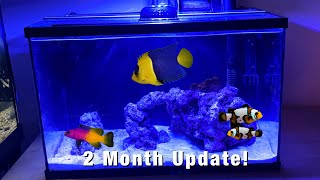 5.5 Gallon BUDGET NANO REEF *UPDATE!*