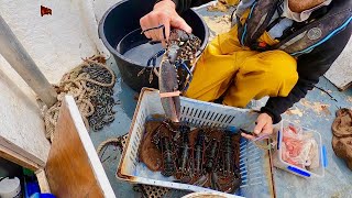 LUCKY DAY ON THE LOBSTERS ! Small Commercial Boat Fishing