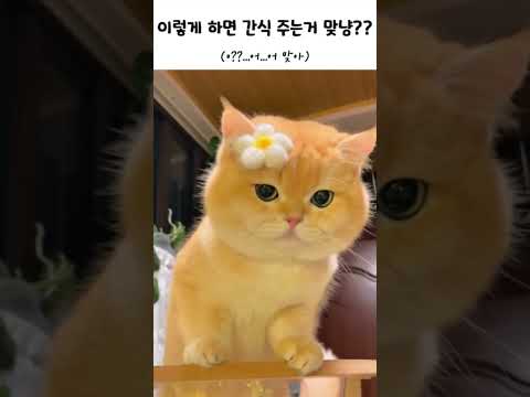 남자니? 여자니? #cat #고양이 #고양이브이로그