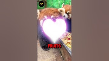 The  Cutest🦝Red Panda🦝🌳Video You