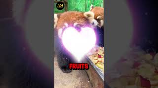 The Cutest🦝Red Panda🦝🌳Video You'll Ever See!