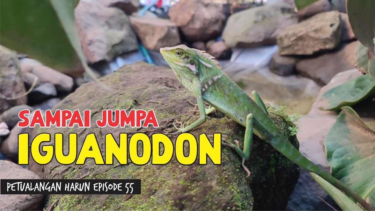 RELEASE BUNGLON YANG SUDAH DI KARANTINA || PETUALANGAN HARUN EPISODE 55