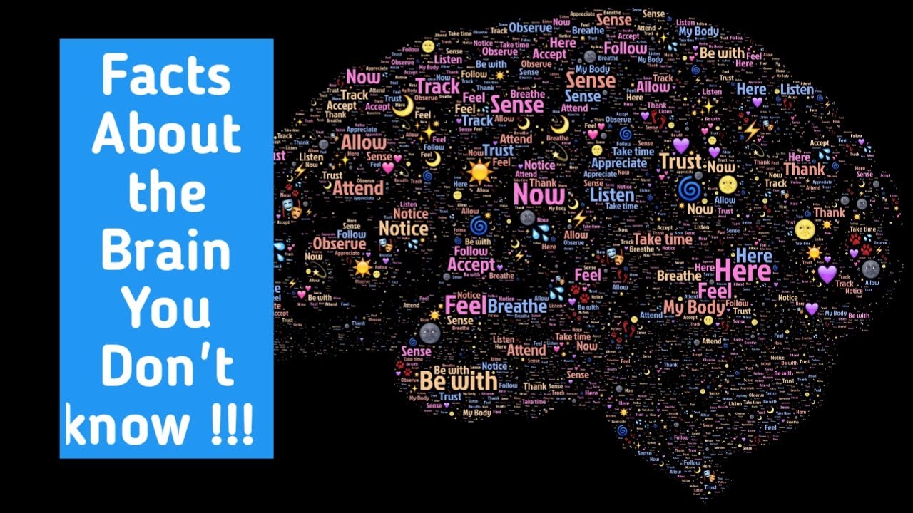 Facts About the Brain You Didn’t Know !!! - YouTube