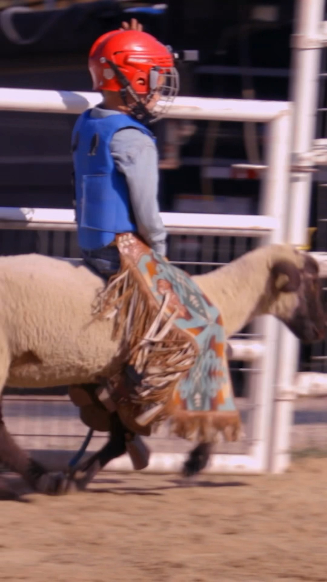 6-year-old rodeo star rides sheep! #shorts