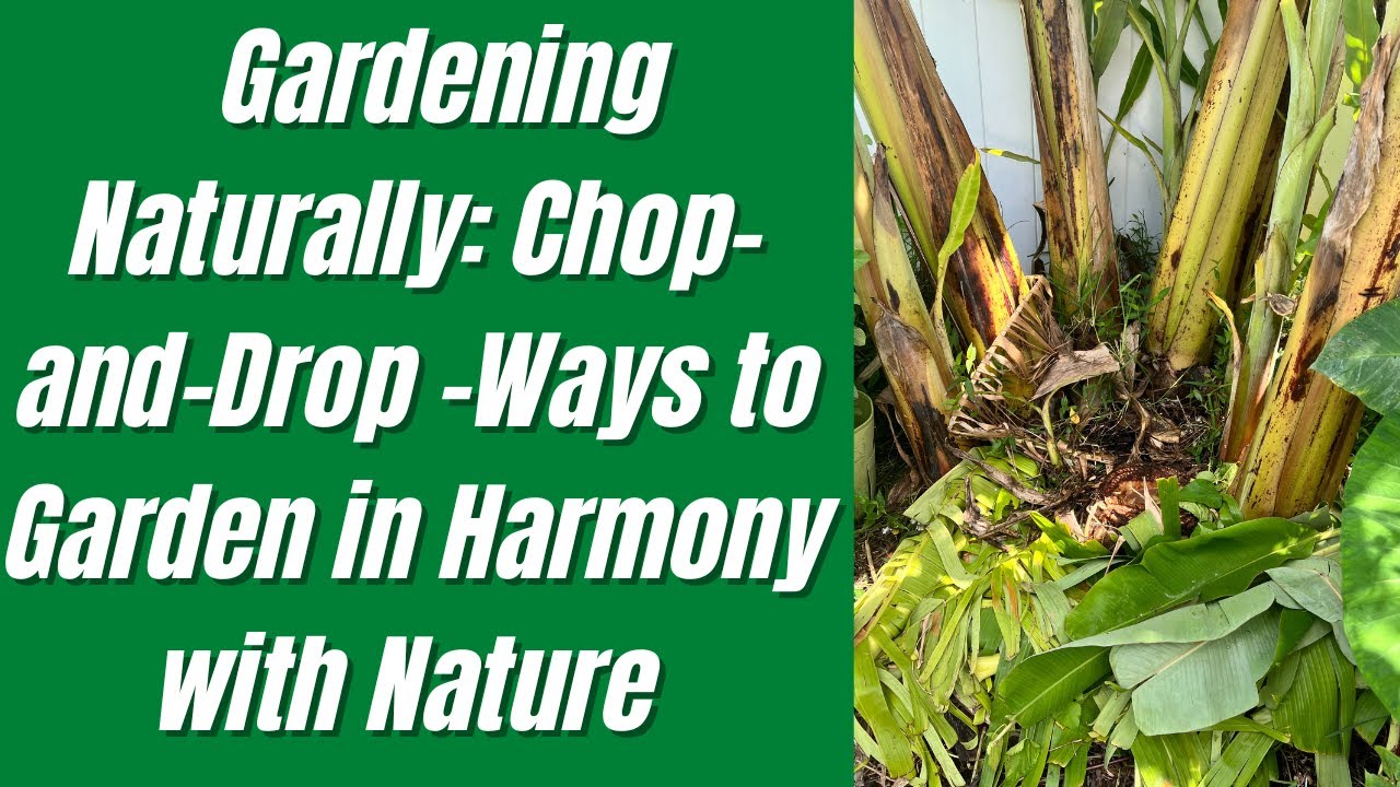 Gardening Naturally Chop and Drop Ways to Garden in Harmony with