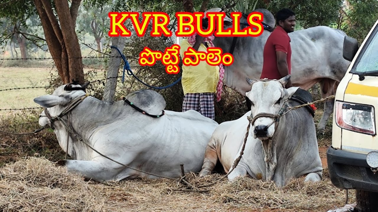 నెల్లూరు జిల్లా చాకలకొండ గ్రామంలో రాష్ట్రస్థాయి సేద్యపు ఎద్దుల విభాగంలో 3వ జత