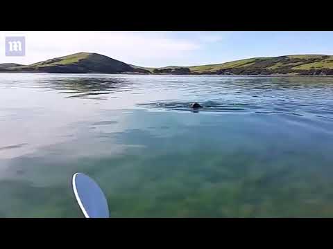 Video till USB-minne hittat i fruset sälbajs