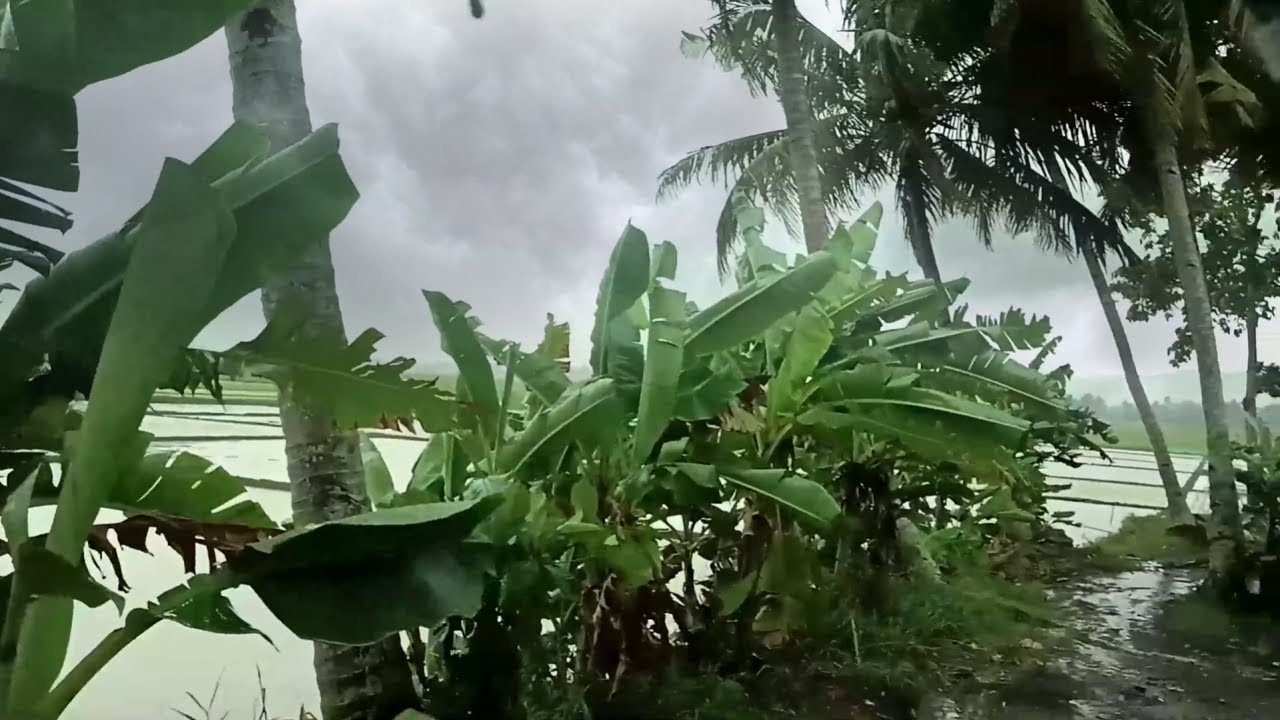 Heavy Rain and Strong Winds Hit Fallen Trees | Rain Sounds for Better ...