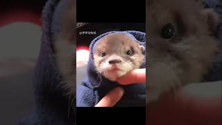 This baby otter followed a woman’s boat 🦦 #Shorts