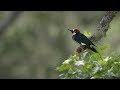 The Anomalies: The Acorn Woodpecker | bioGraphic