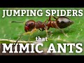 Jumping Spiders that Mimic Ants!