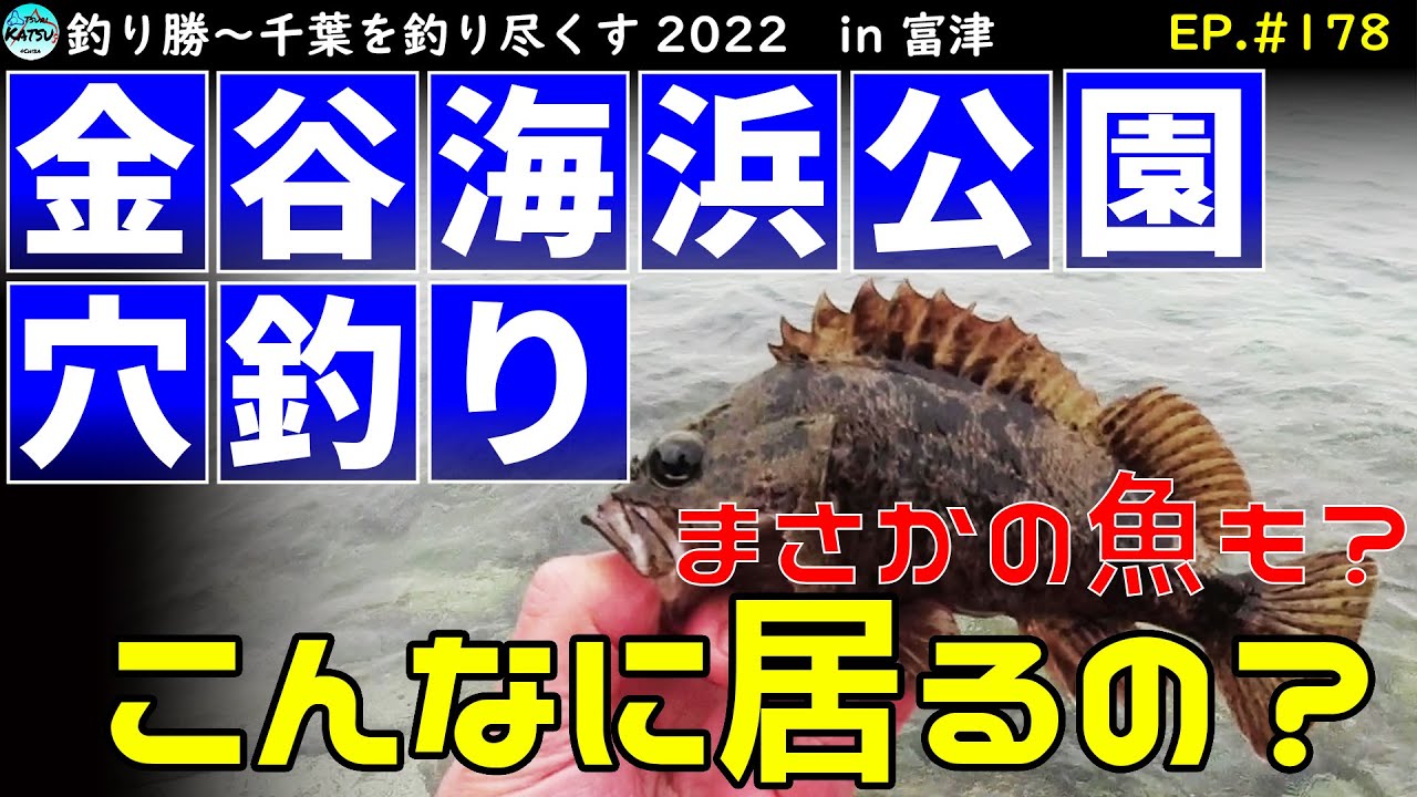 EP.178 [Chiba Uchibo Hole Fishing] Unexpectedly catching a lot of