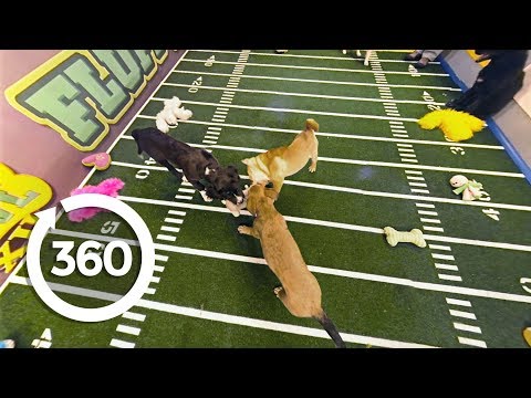 Three Puppy Tug of War | Puppy Bowl XII (360 Video)