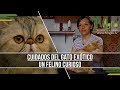 Cuidados del Gato Exótico: Un Felino Curioso - TvAgro por Juan Gonzalo Angel