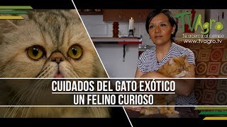 Cuidados del Gato Exótico: Un Felino Curioso  TvAgro por Juan Gonzalo Angel