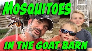 Mosquito Control in the Goat Barn by Chick-a-Woof Ranch 2,996 views 5 years ago 4 minutes, 10 seconds