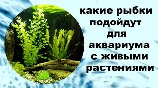 Подходящие рыбки для аквариума с живыми растениями.
