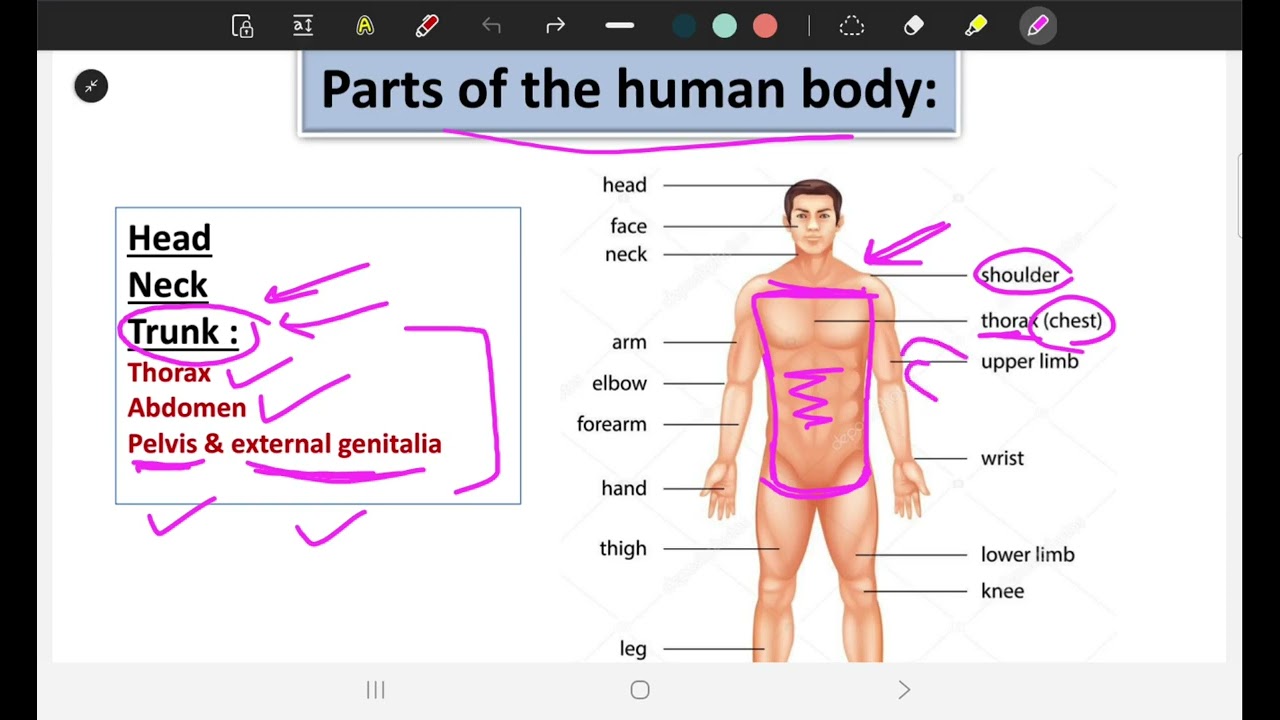Anatomy Lec 1 part 1 (BUC)